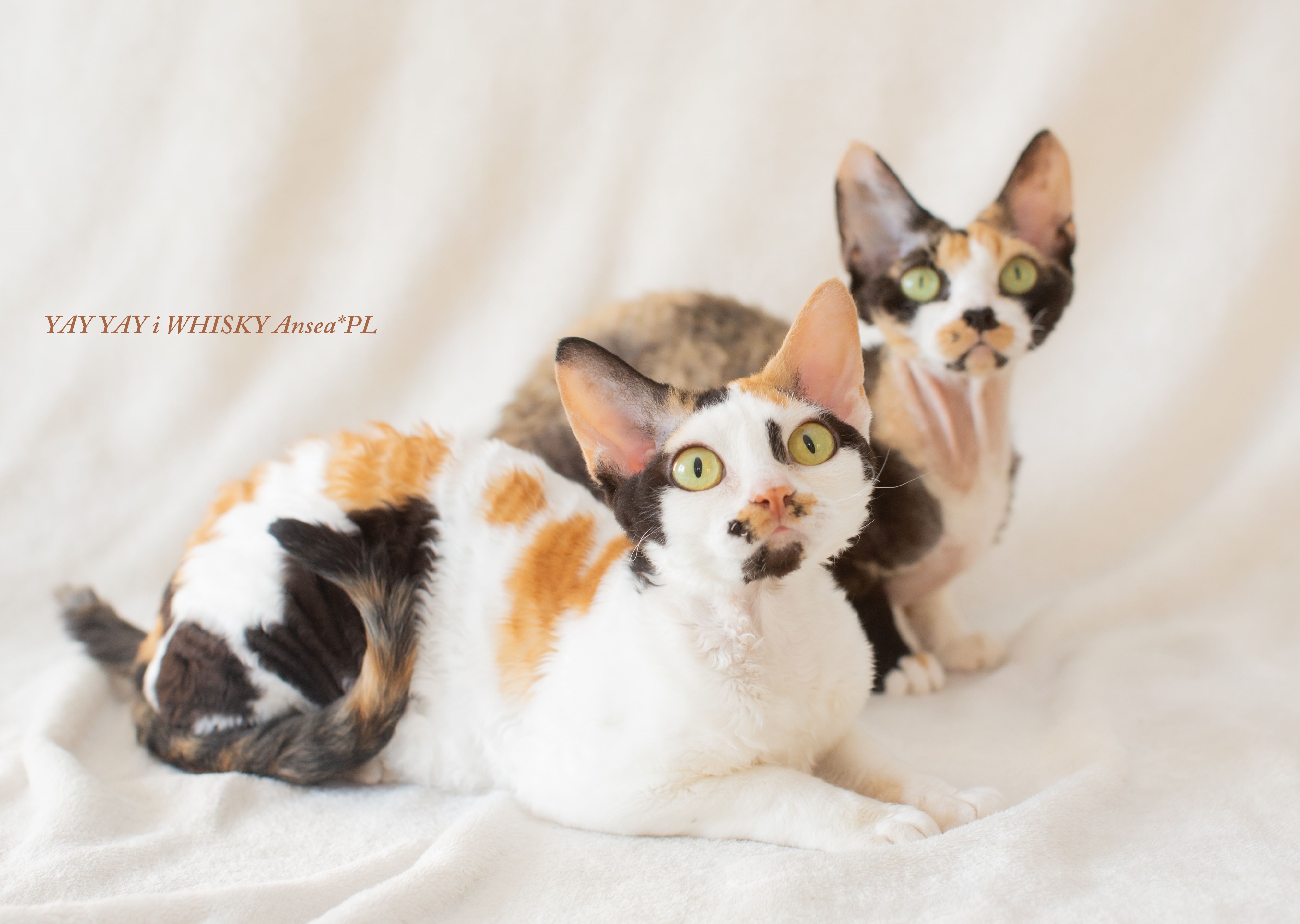 dwie kotki szylkretowe mama z córką